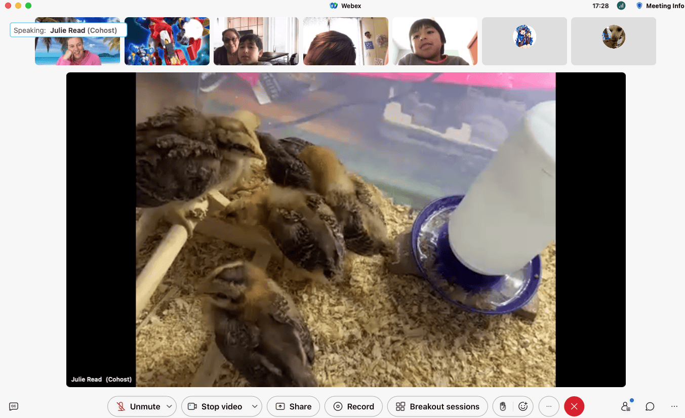 Picture of a webinar screenshot with the grid view of students looking at the main page of baby chickens in their current habitat